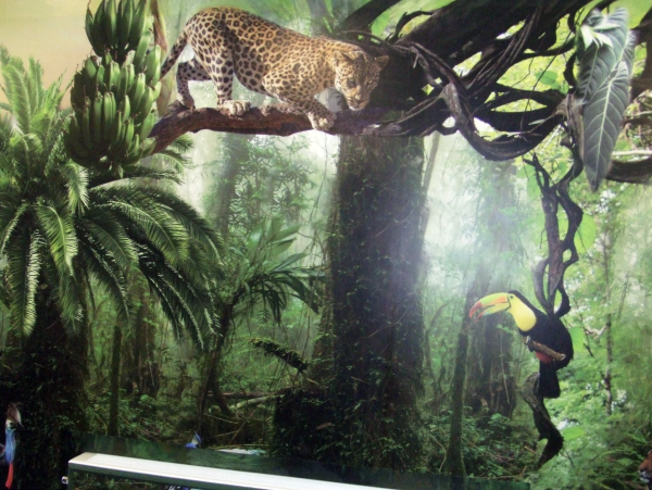 Jungle